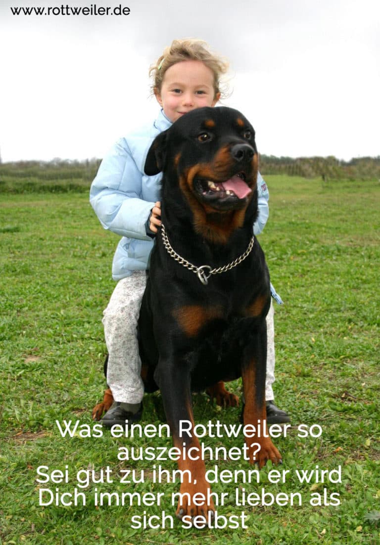 Rottweiler Zitate und Sprüche Rottweiler.de