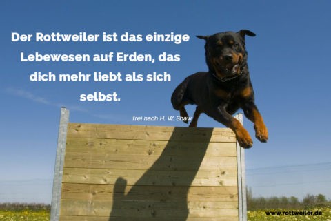 Rottweiler Zitate und Sprüche Rottweiler.de