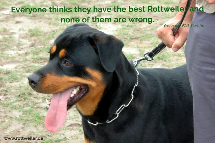 Rottweiler Zitate und Sprüche Rottweiler.de