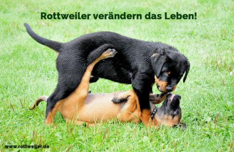 Rottweiler Zitate und Sprüche Rottweiler.de