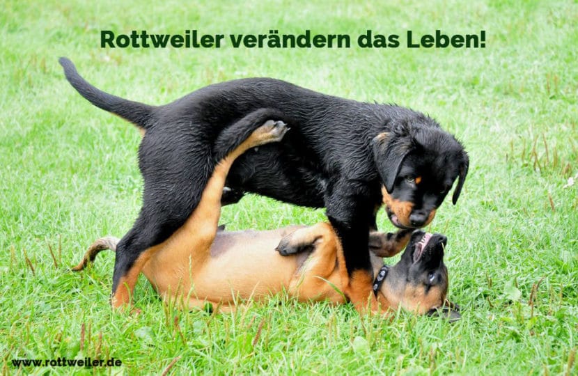 Rottweiler Zitate und Sprüche Rottweiler.de