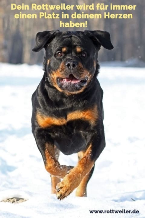 Rottweiler Zitate und Sprüche Rottweiler.de