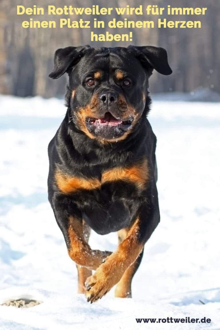Rottweiler Zitate und Sprüche Rottweiler.de