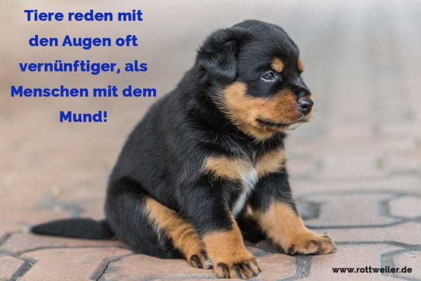 Rottweiler Zitate und Sprüche Rottweiler.de