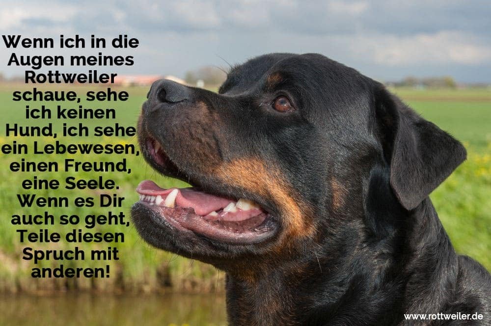 Rottweiler Zitate Und Sprüche