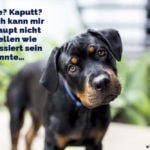 Süßer Rottweiler Welpe schaut uns an.