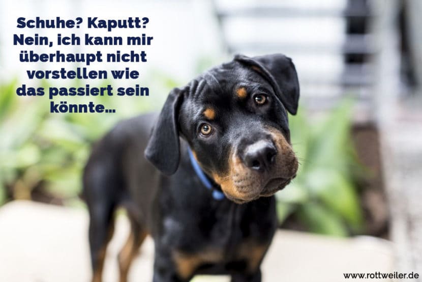 Rottweiler Zitate und Sprüche Rottweiler.de