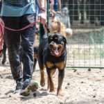 Rottweiler Hundetraining, Erziehung