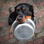 Rottweiler Futter und Ernährung