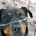 Rottweiler in Not, aus dem Tierheim oder Tierschutz