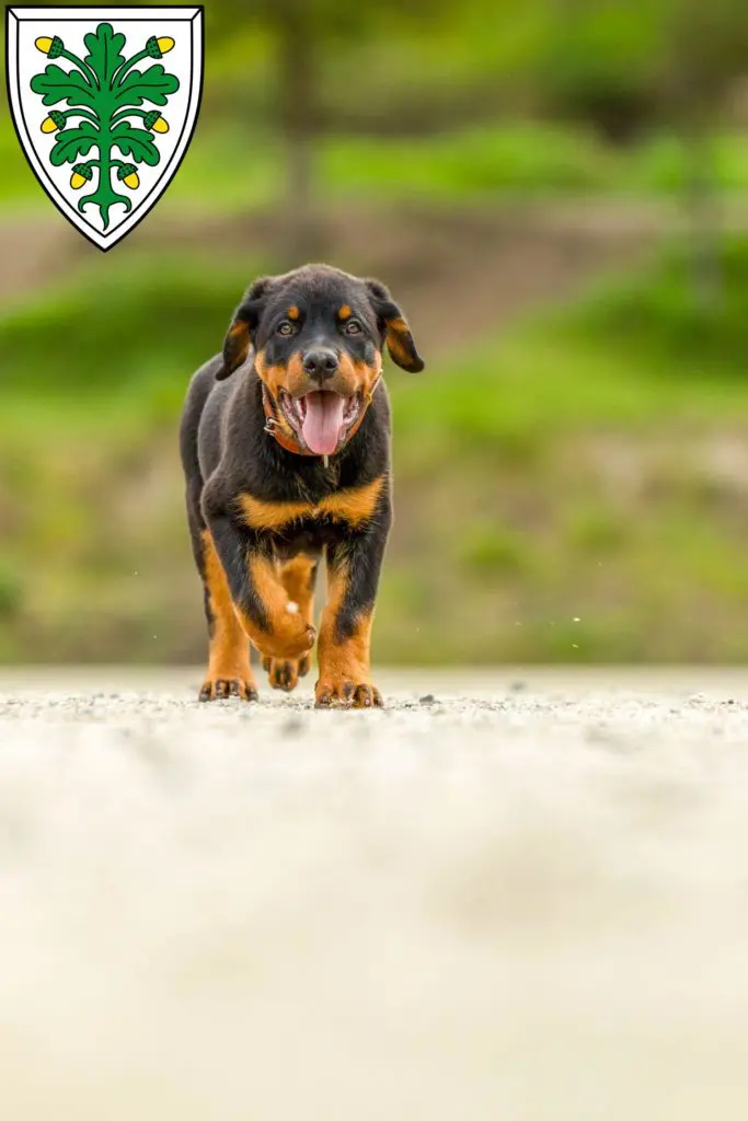 Rottweiler Züchter mit Welpen Aichach, Bayern