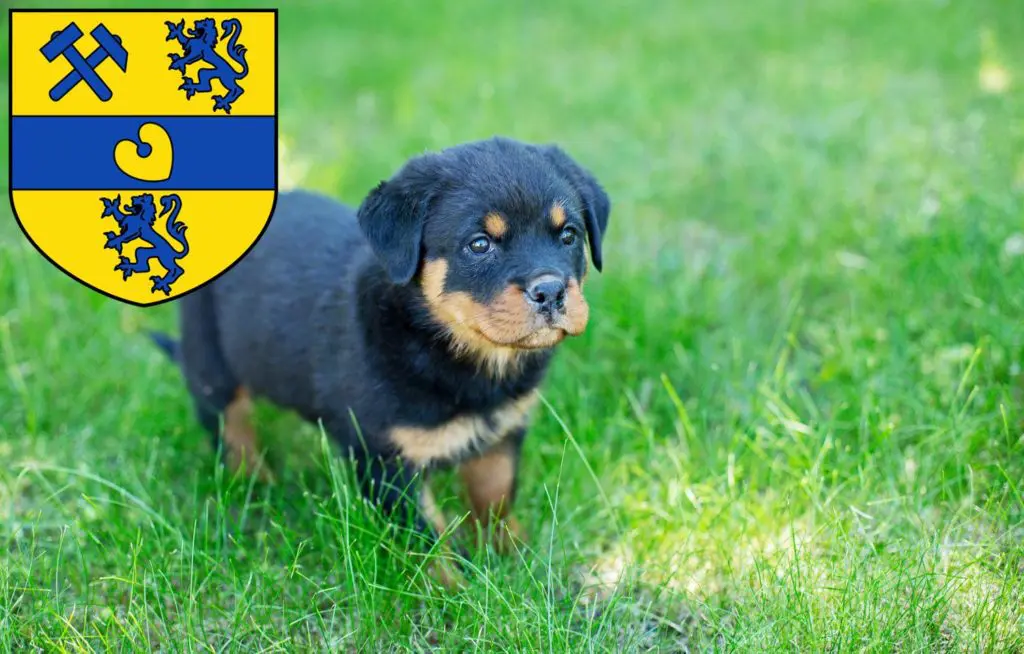 Rottweiler Züchter mit Welpen Alsdorf, Nordrhein-Westfalen