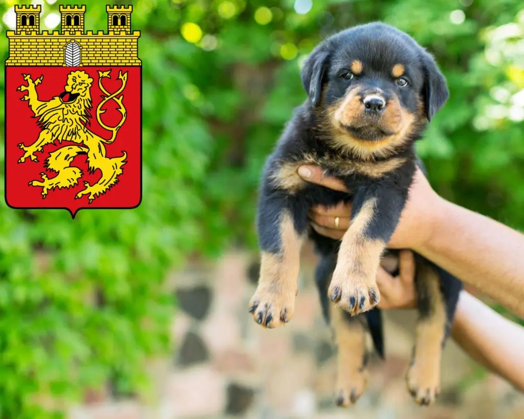 Rottweiler Züchter mit Welpen Altenkirchen (Westerwald), Rheinland-Pfalz