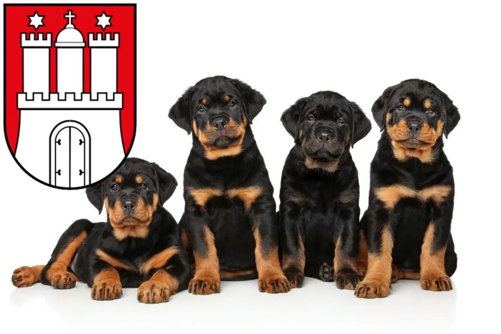 Rottweiler Züchter mit Welpen Altona, Hamburg