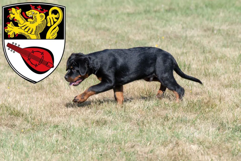 Rottweiler Züchter mit Welpen Alzey, Rheinland-Pfalz