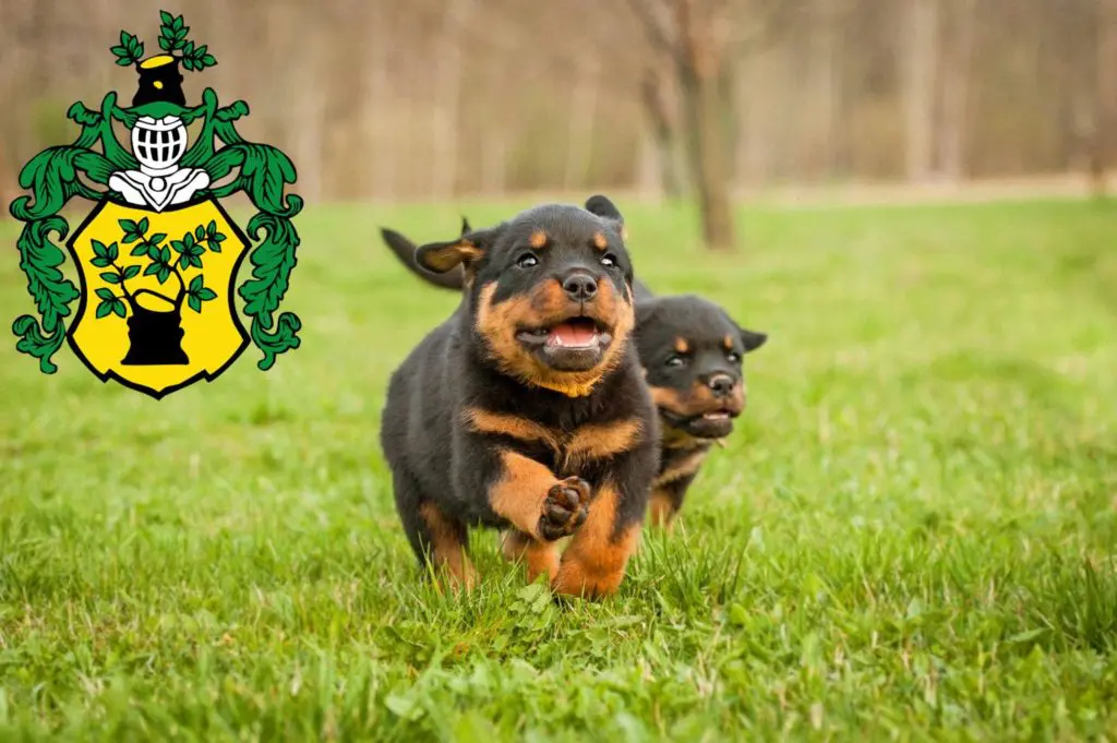 Rottweiler Züchter mit Welpen Apolda, Thüringen