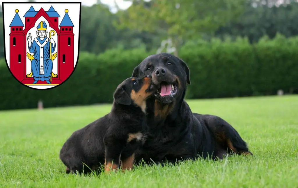 Rottweiler Züchter mit Welpen Aschaffenburg, Bayern