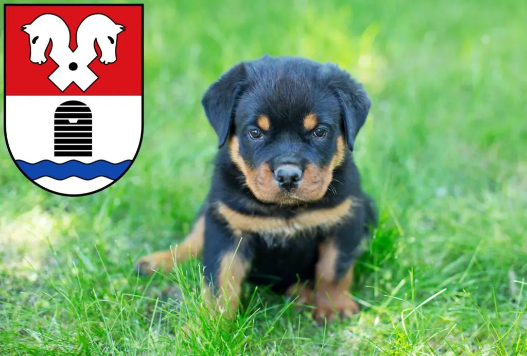 Rottweiler Züchter mit Welpen Bad Fallingbostel, Niedersachsen