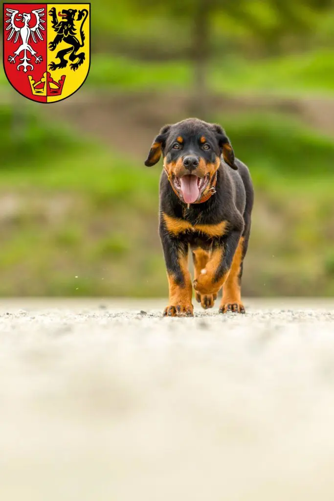 Rottweiler Züchter mit Welpen Bad Neuenahr-Ahrweiler, Rheinland-Pfalz