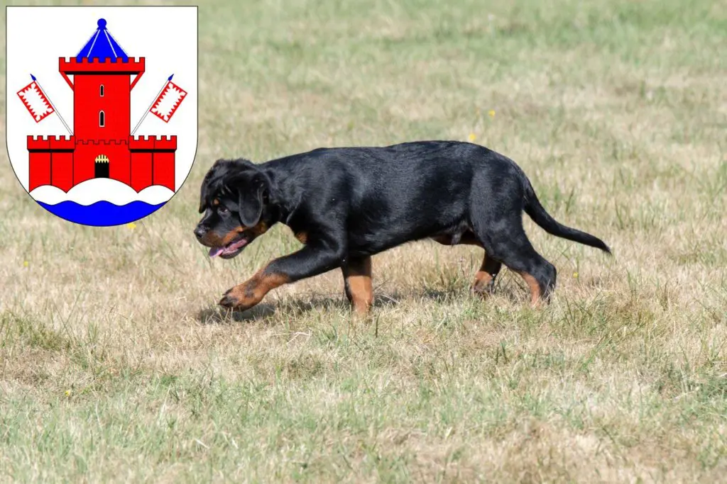 Rottweiler Züchter mit Welpen Bad Segeberg, Schleswig-Holstein