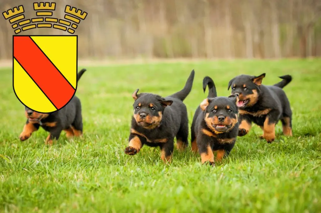 Rottweiler Züchter mit Welpen Baden-Baden, Baden-Württemberg