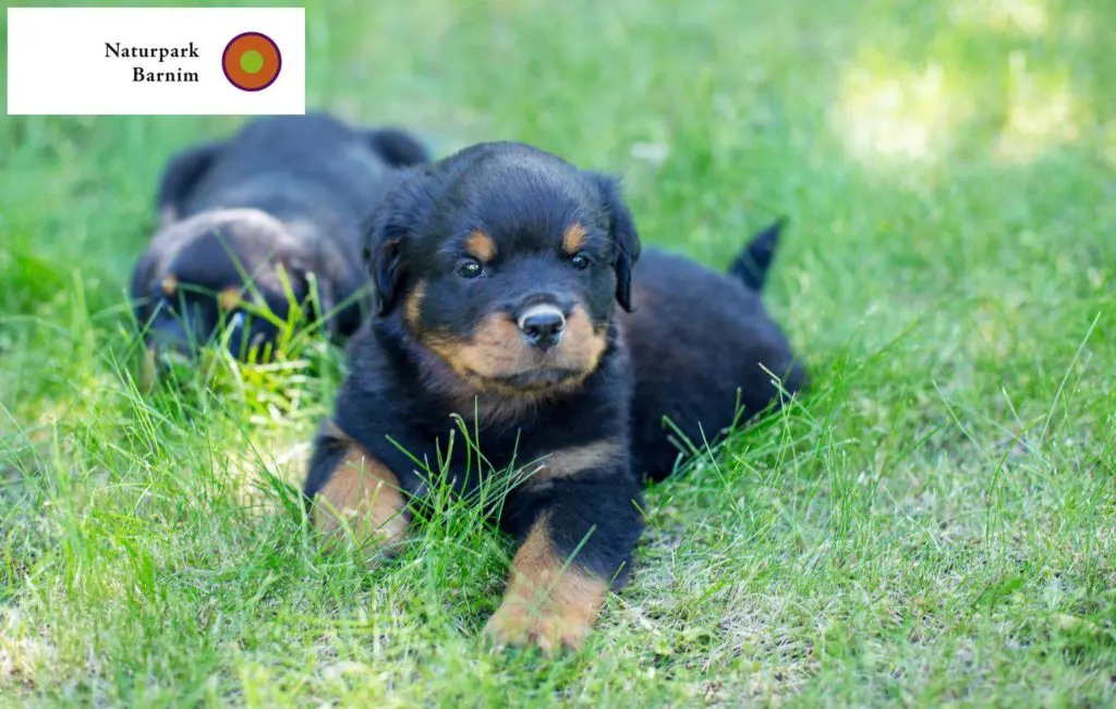 Rottweiler Züchter mit Welpen Barnim, Brandenburg