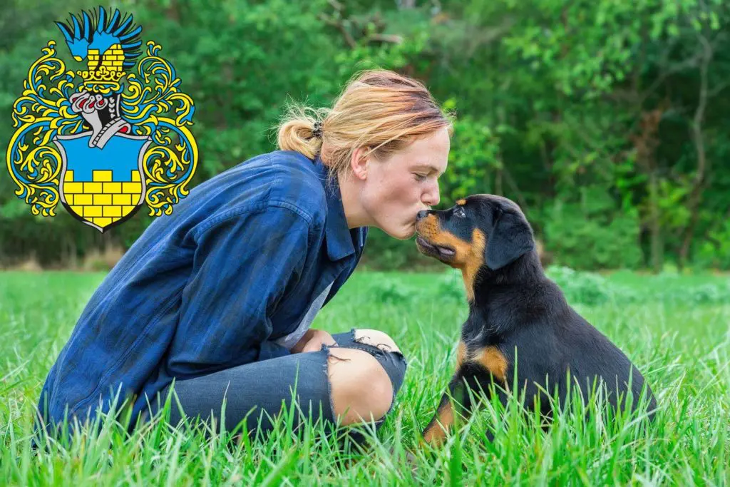 Rottweiler Züchter mit Welpen Bautzen, Sachsen