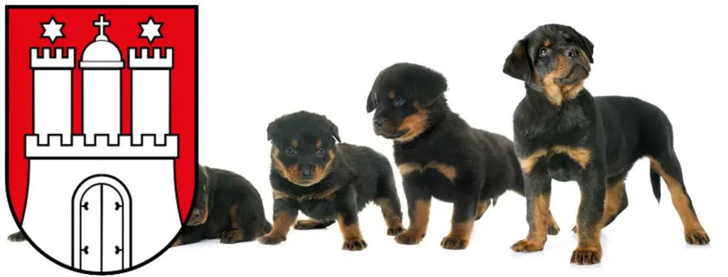 Rottweiler Züchter mit Welpen Bergedorf, Hamburg