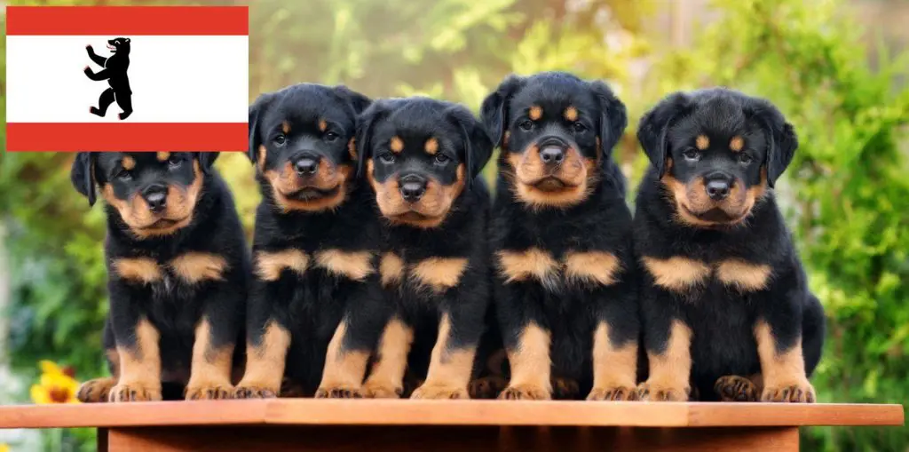 Rottweiler Züchter mit Welpen Berlin, Berlin