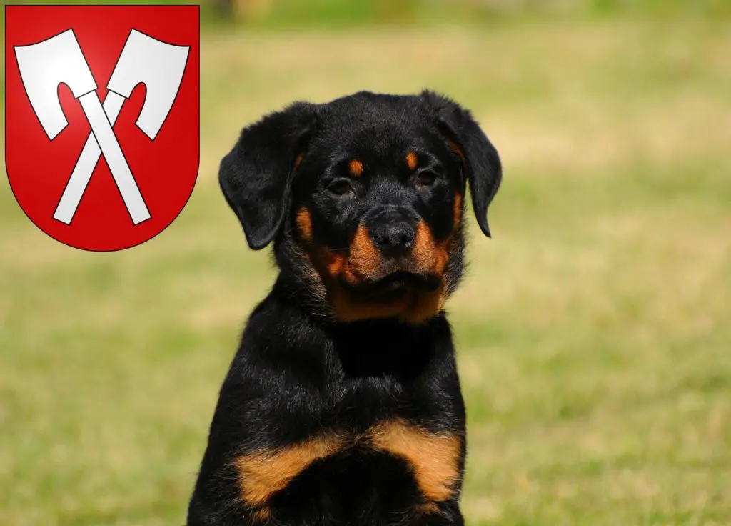 Rottweiler Züchter mit Welpen Biel, Schweiz