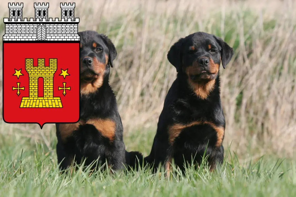 Rottweiler Züchter mit Welpen Bitburg, Rheinland-Pfalz
