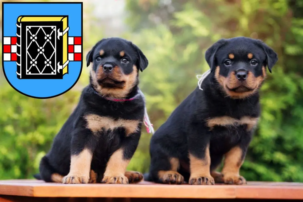 Rottweiler Züchter mit Welpen Bochum, Nordrhein-Westfalen