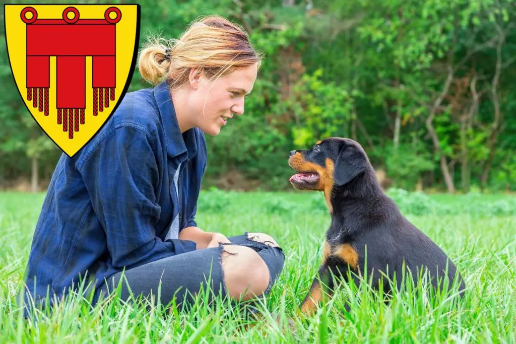 Rottweiler Züchter mit Welpen Böblingen, Baden-Württemberg