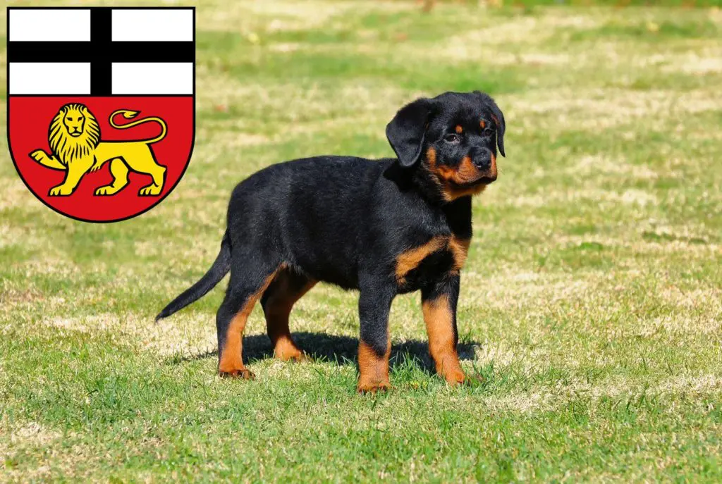 Rottweiler Züchter mit Welpen Bonn, Nordrhein-Westfalen