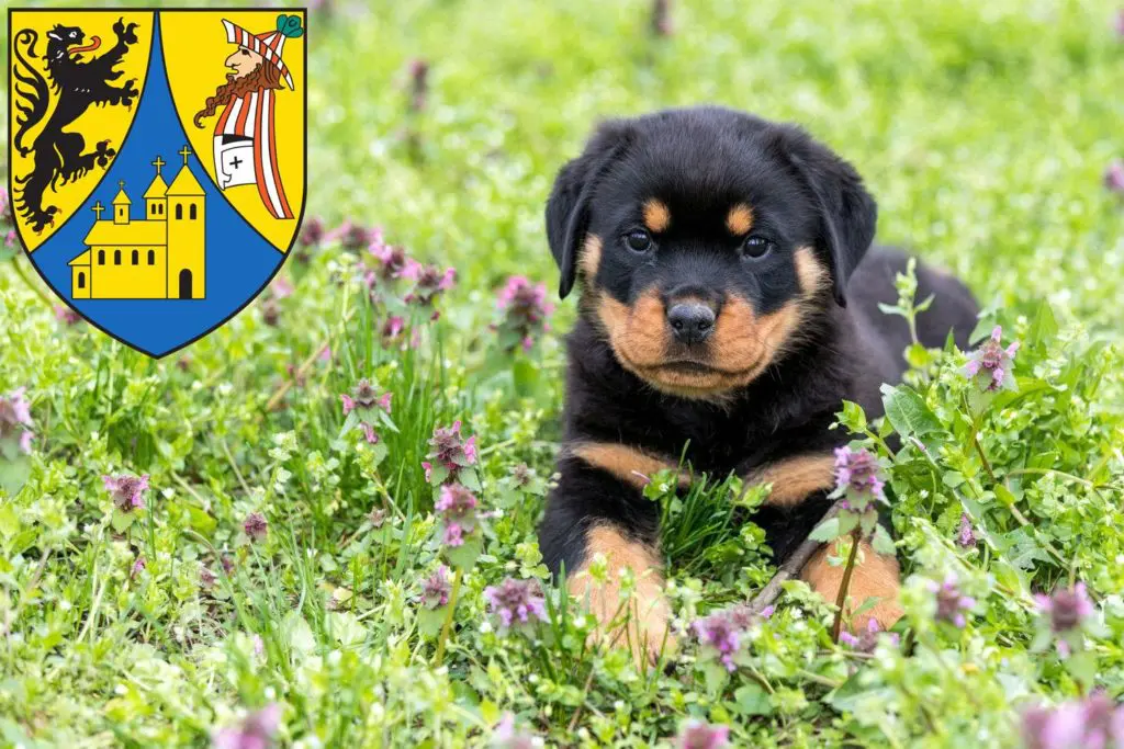 Rottweiler Züchter mit Welpen Borna, Sachsen