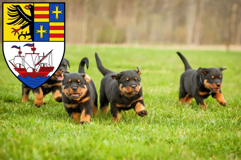 Rottweiler Züchter mit Welpen Brake (Unterweser), Niedersachsen