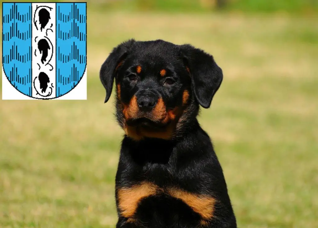 Rottweiler Züchter mit Welpen Bregenz, Österreich