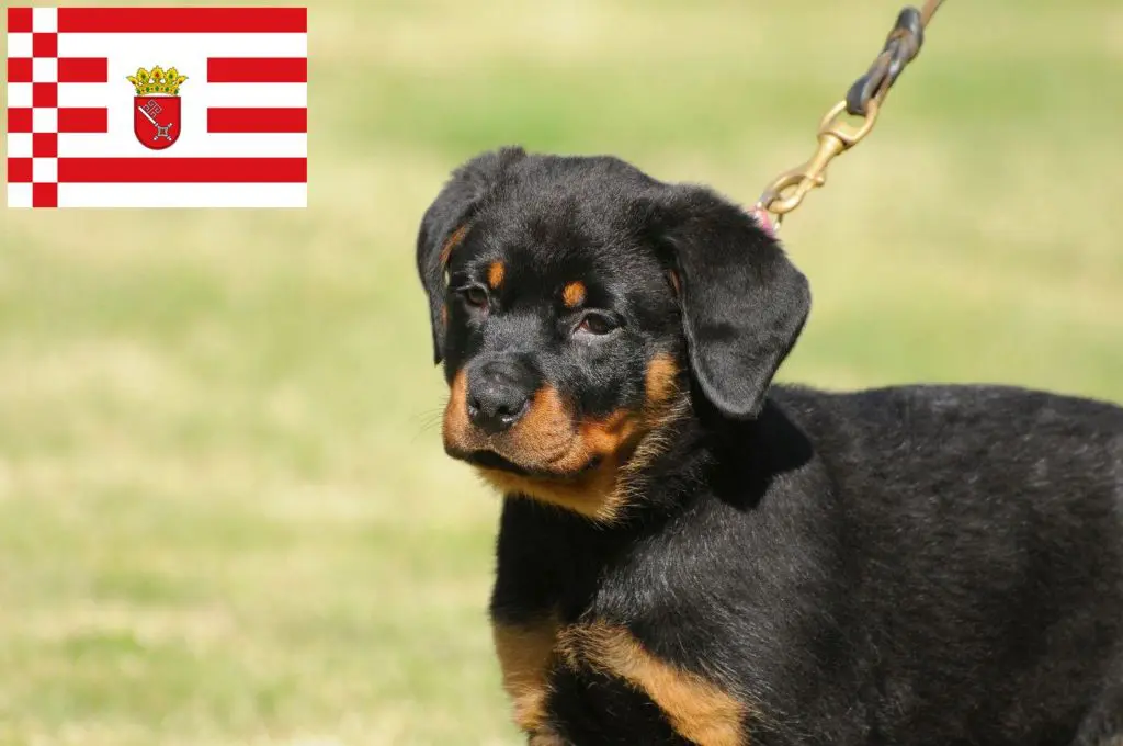 Rottweiler Züchter mit Welpen Bremen, Bremen