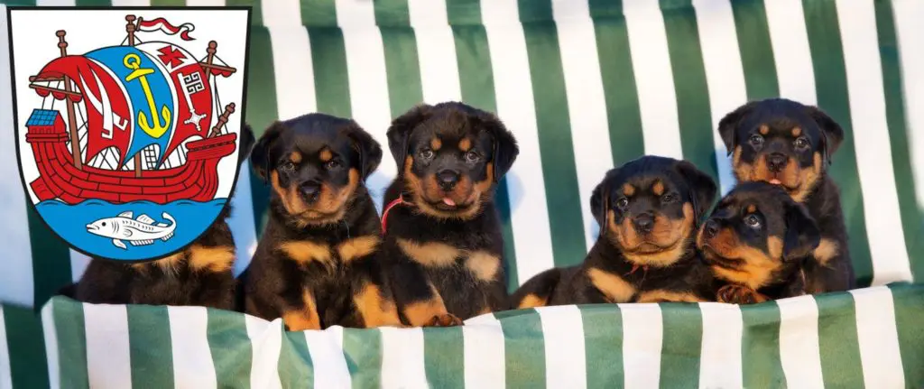 Rottweiler Züchter mit Welpen Bremerhaven, Bremen