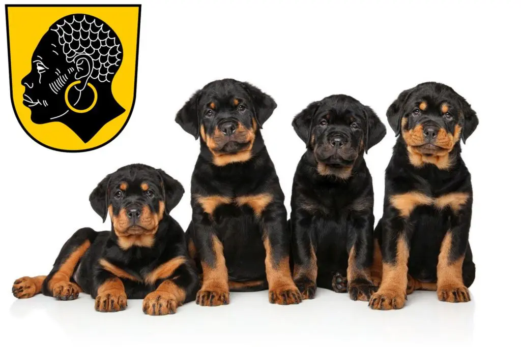 Rottweiler Züchter mit Welpen Coburg, Bayern