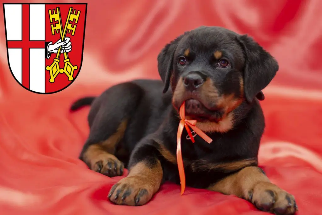 Rottweiler Züchter mit Welpen Cochem, Rheinland-Pfalz