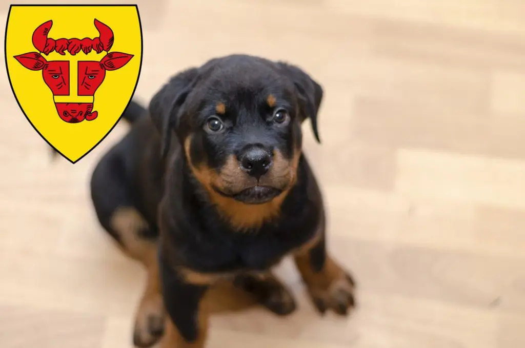 Rottweiler Züchter mit Welpen Coesfeld, Nordrhein-Westfalen