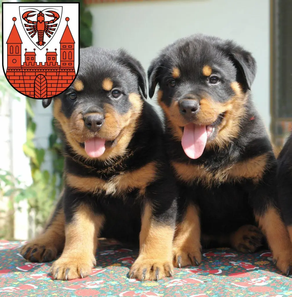 Rottweiler Züchter mit Welpen Cottbus, Brandenburg