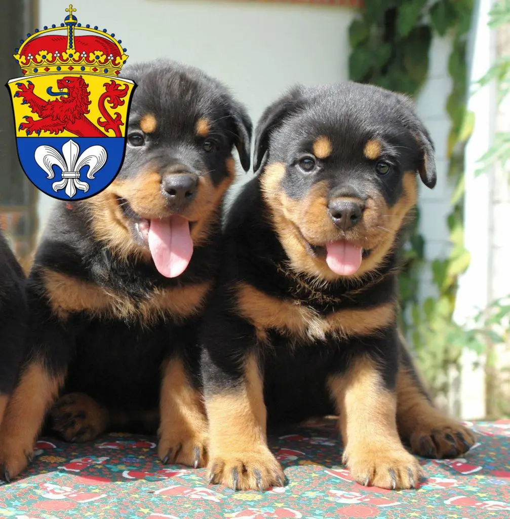 Rottweiler Züchter mit Welpen Darmstadt, Hessen
