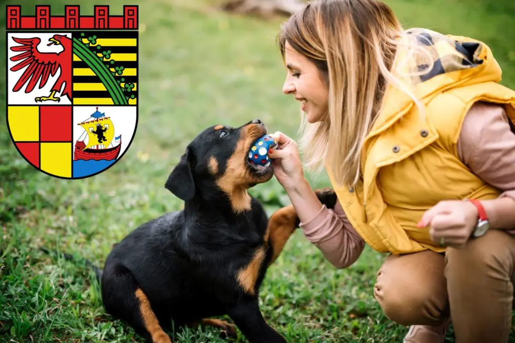 Rottweiler Züchter mit Welpen Dessau-Roßlau, Sachsen-Anhalt