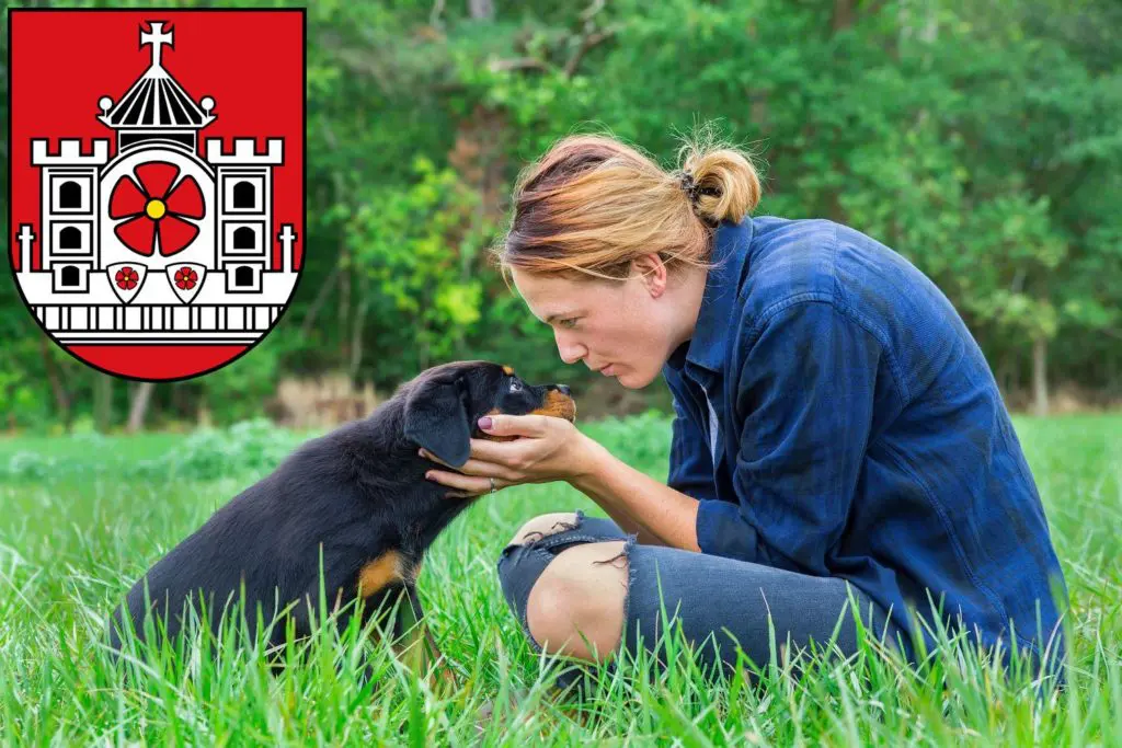 Rottweiler Züchter mit Welpen Detmold, Nordrhein-Westfalen