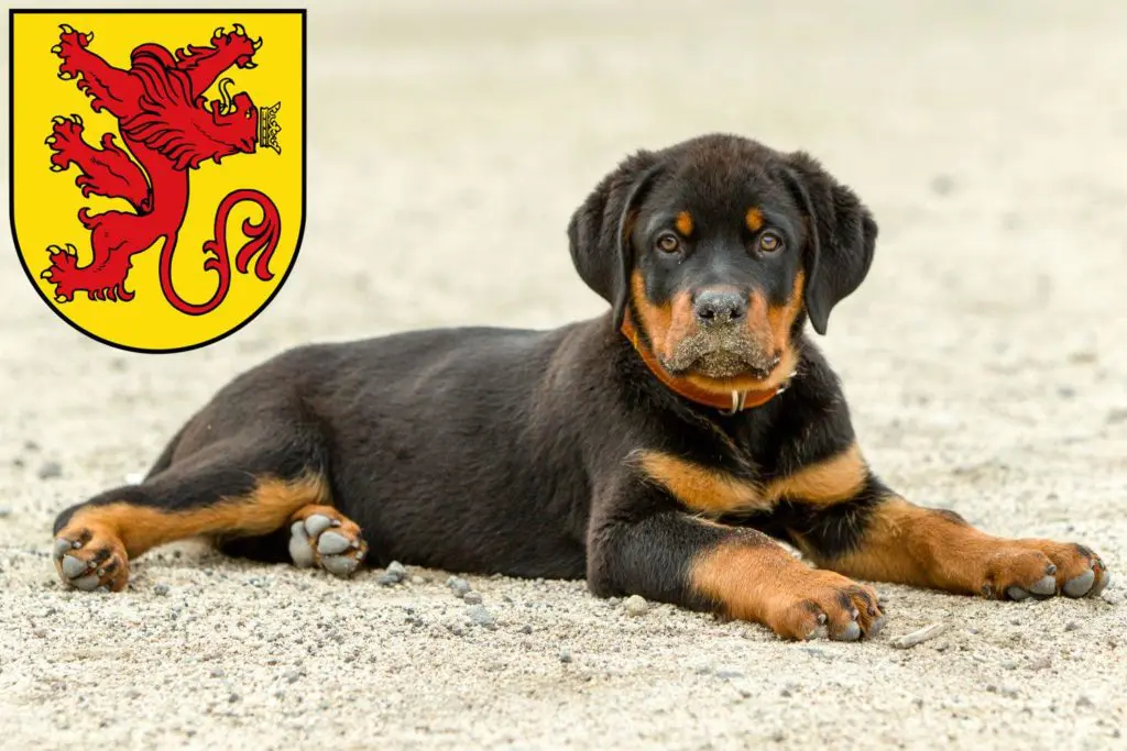 Rottweiler Züchter mit Welpen Diepholz, Niedersachsen