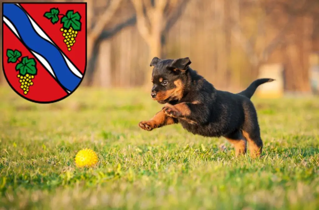 Rottweiler Züchter mit Welpen Dietzenbach, Hessen