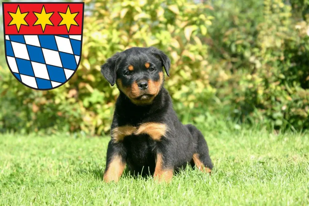 Rottweiler Züchter mit Welpen Dingolfing, Bayern