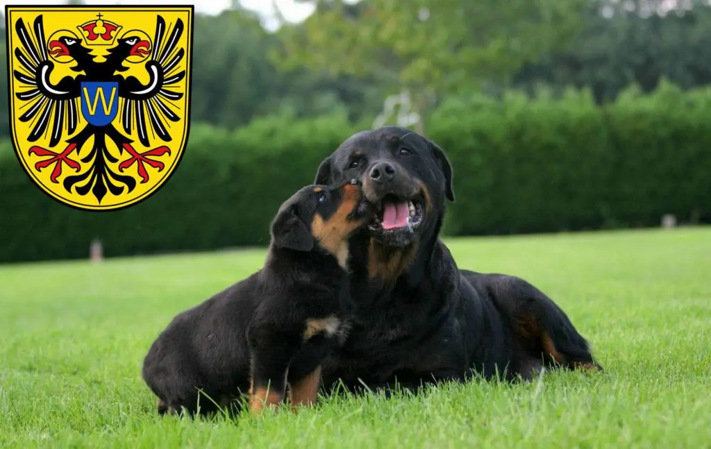 Rottweiler Züchter mit Welpen Donauwörth, Bayern